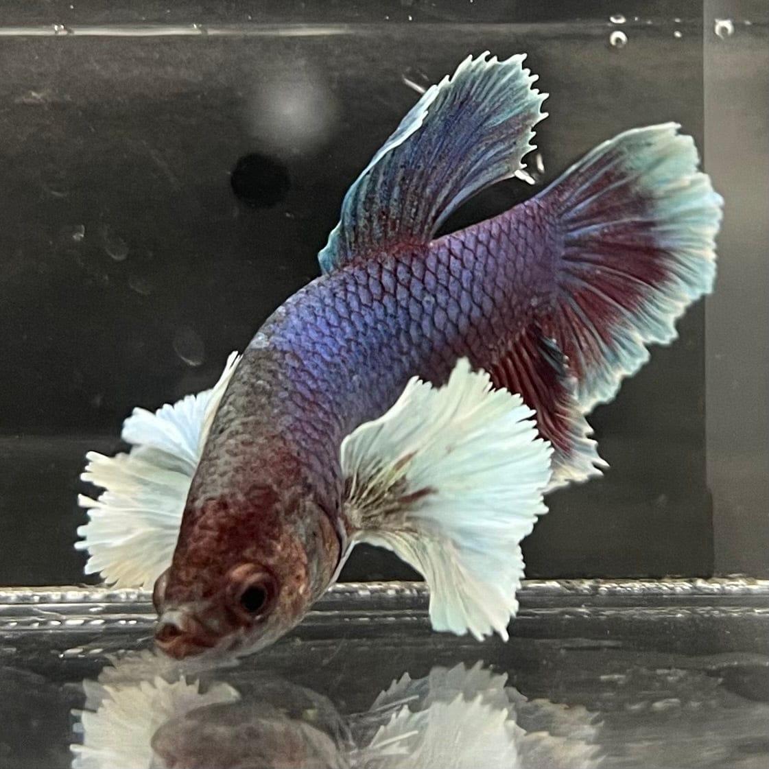 the-fish-farm Male Betta Male Betta - One Only - 18 Choose your favourite Male Betta from The Fish Farm Australia