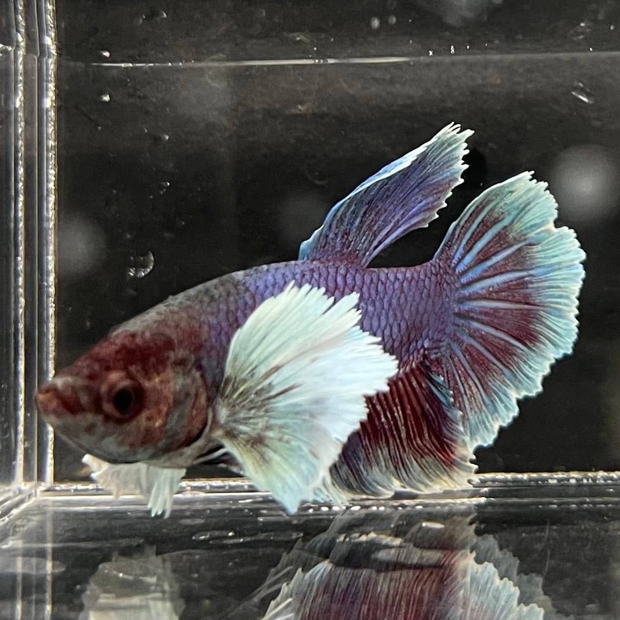the-fish-farm Male Betta Male Betta - One Only - 18 Choose your favourite Male Betta from The Fish Farm Australia