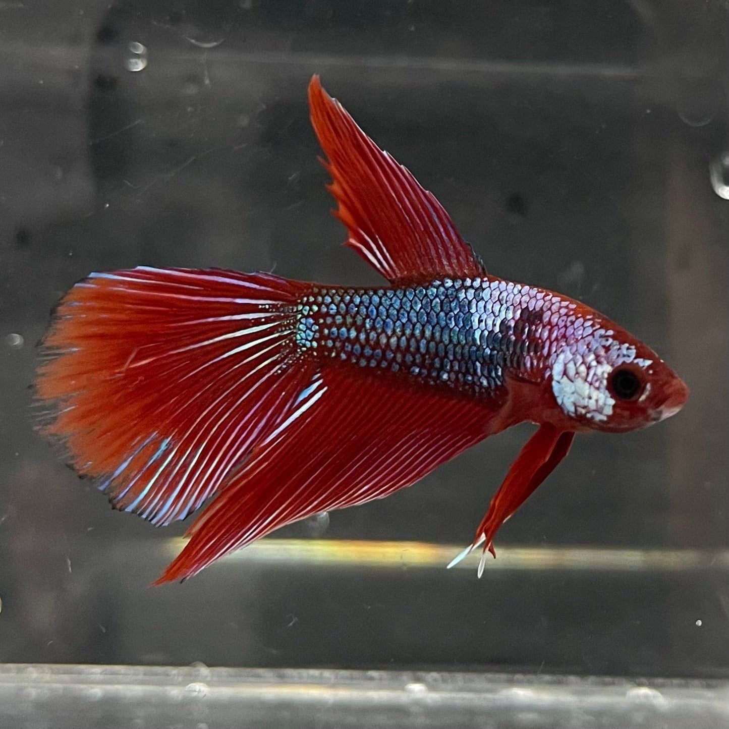 the-fish-farm Male Betta Male Betta - One Only - 18 Choose your favourite Male Betta from The Fish Farm Australia