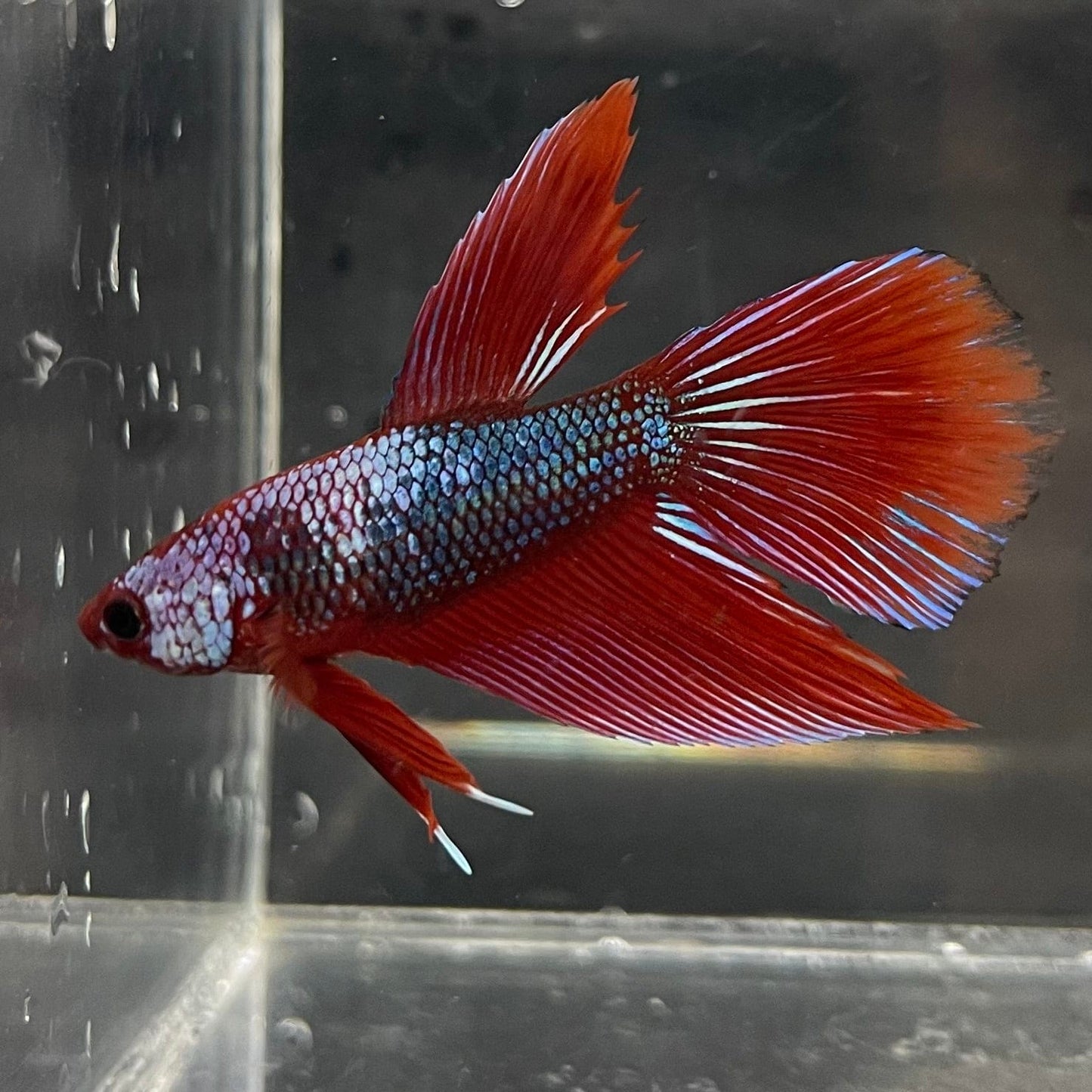 the-fish-farm Male Betta Male Betta - One Only - 18 Choose your favourite Male Betta from The Fish Farm Australia