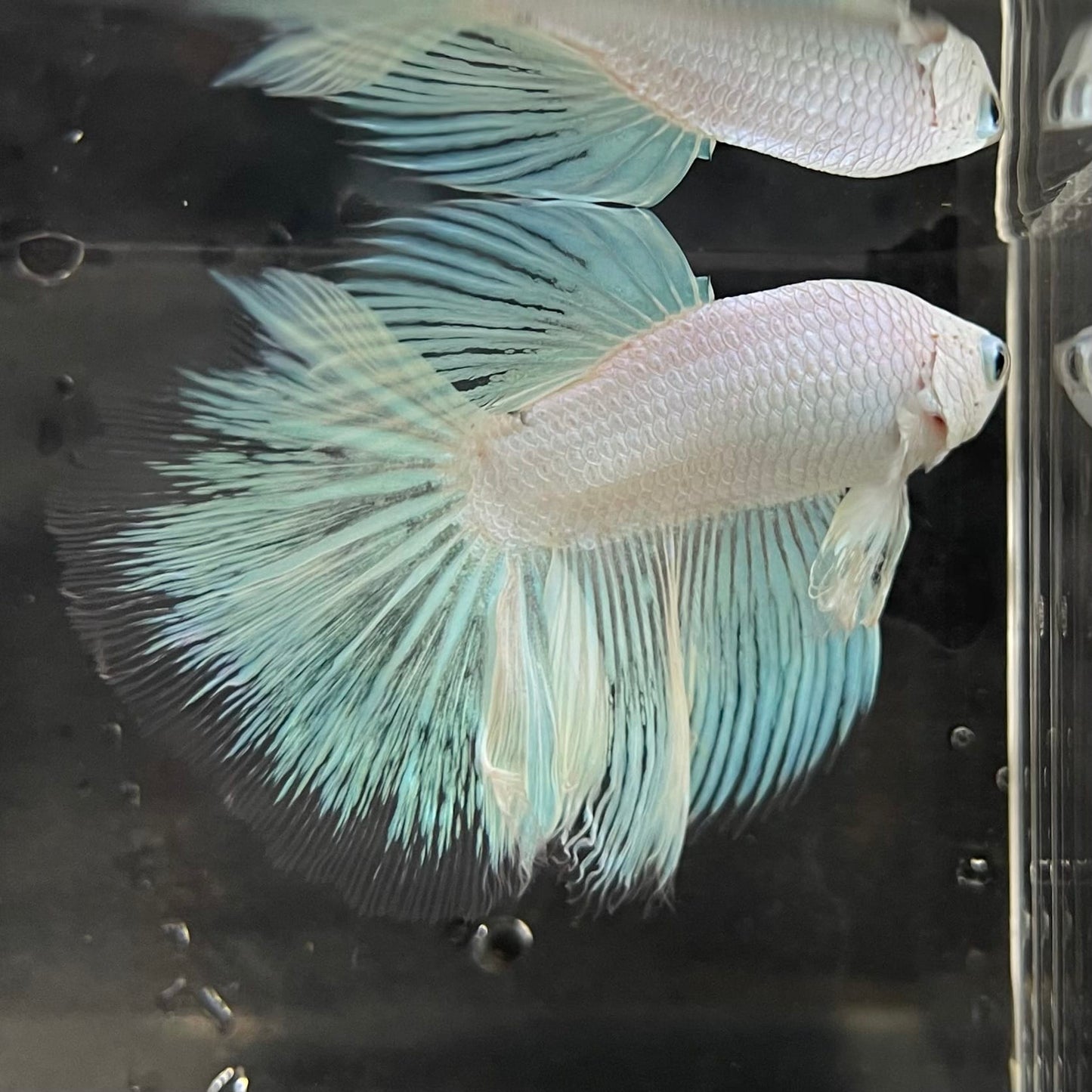 the-fish-farm Male Betta Male Betta - One Only - 18 Choose your favourite Male Betta from The Fish Farm Australia