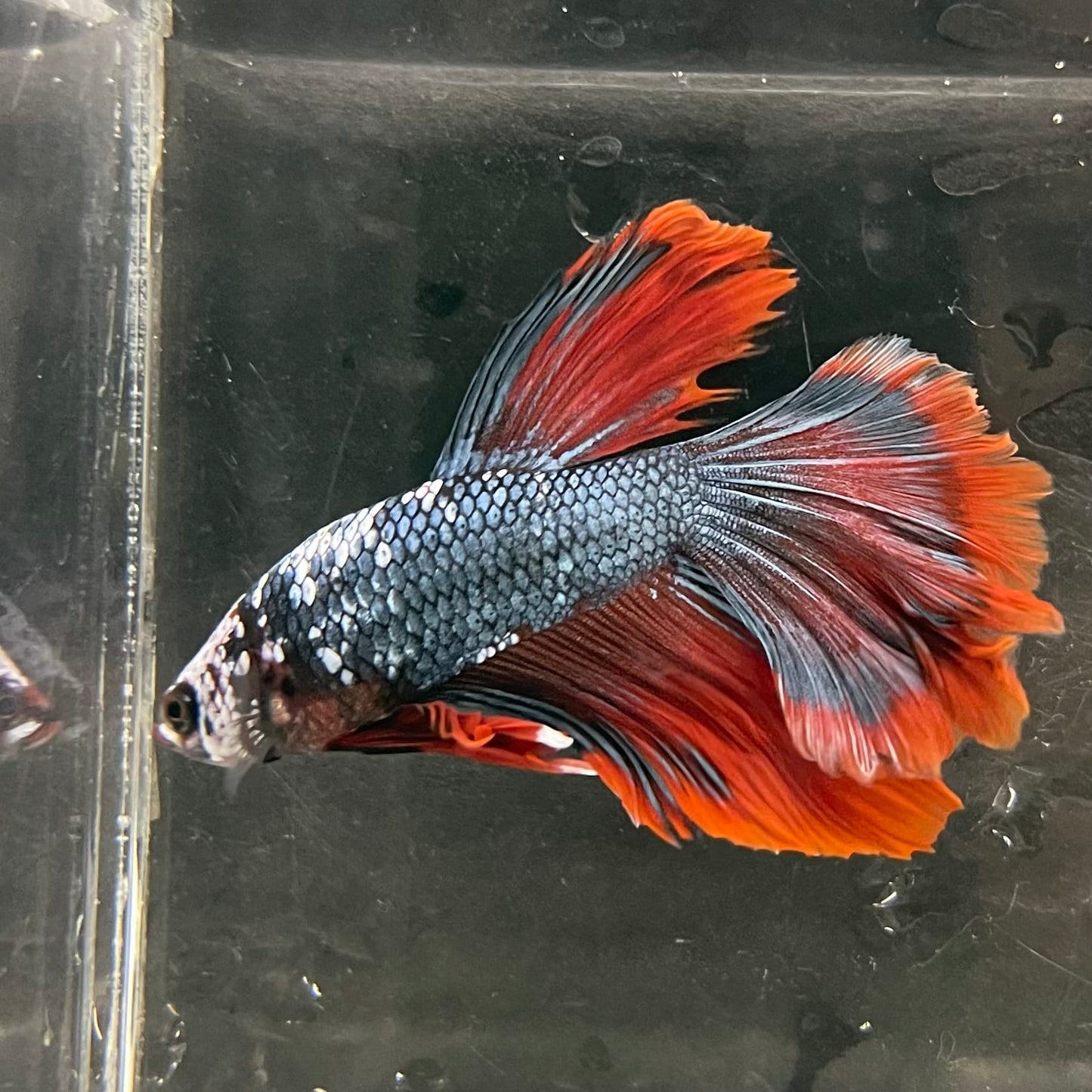 the-fish-farm Male Betta Male Betta - One Only - 18 Choose your favourite Male Betta from The Fish Farm Australia