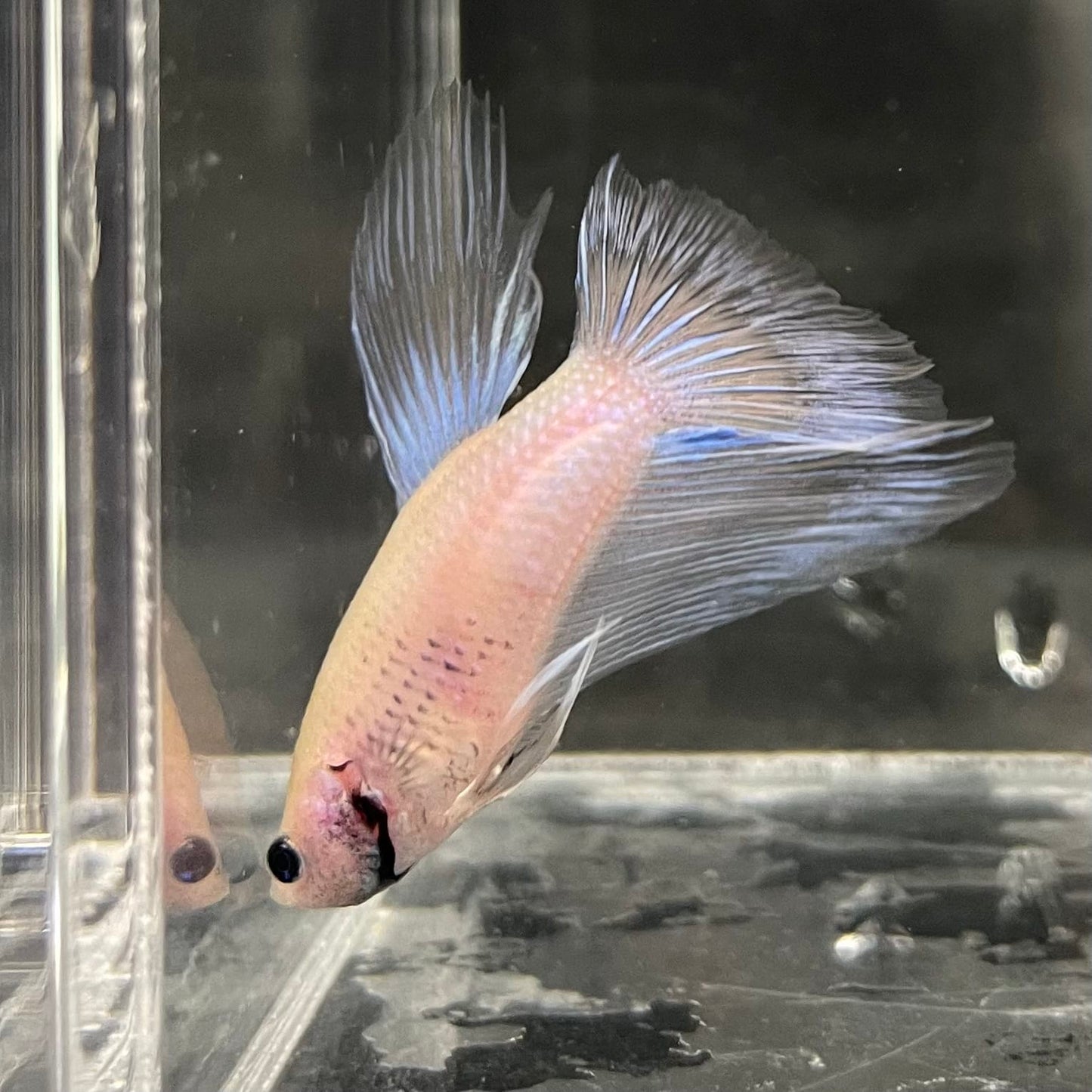 the-fish-farm Male Betta Male Betta - One Only - 18 Choose your favourite Male Betta from The Fish Farm Australia
