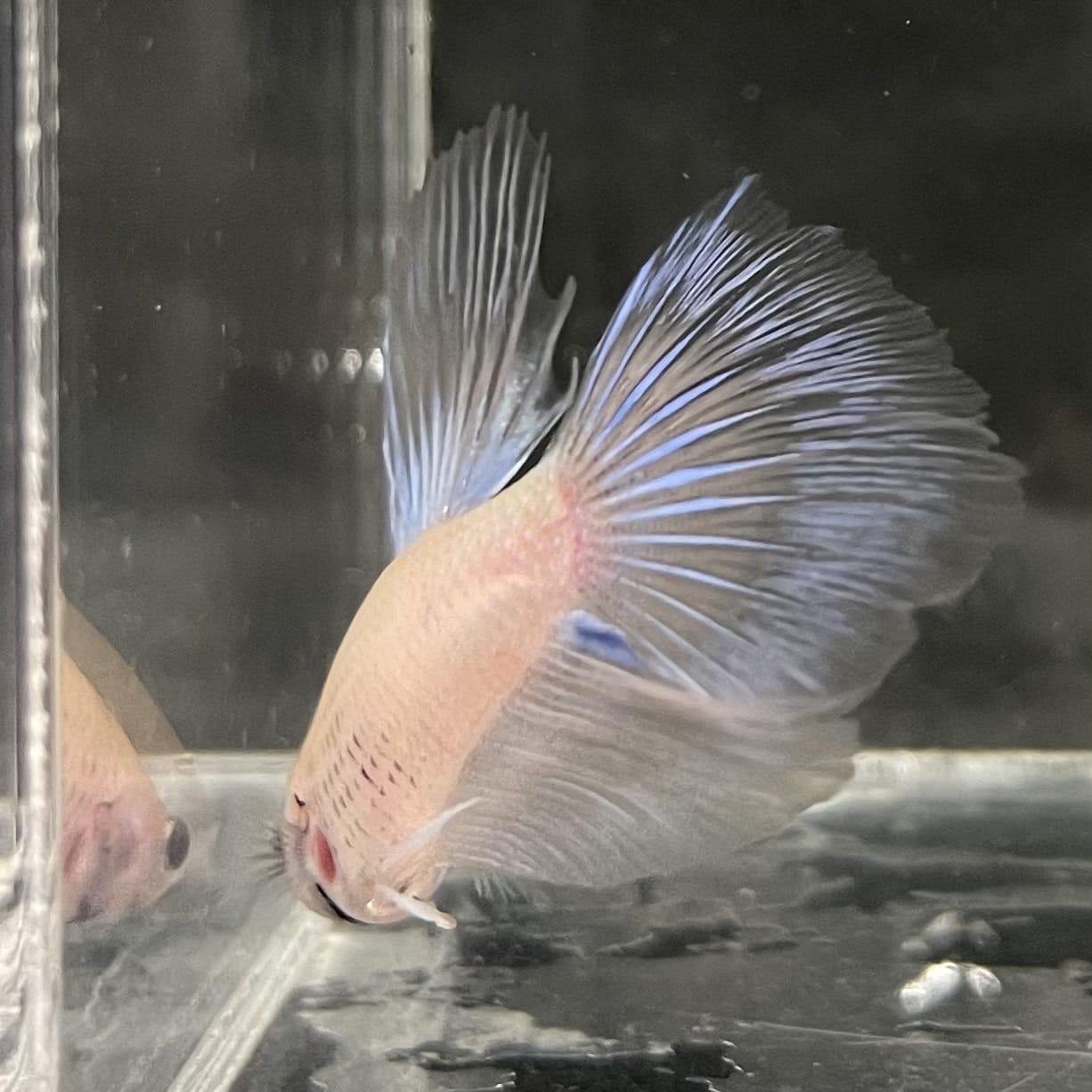 the-fish-farm Male Betta Male Betta - One Only - 18 Choose your favourite Male Betta from The Fish Farm Australia