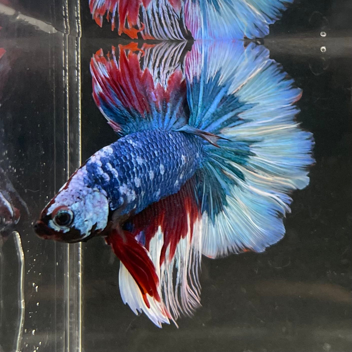 the-fish-farm Male Betta Male Betta - One Only - 18 Choose your favourite Male Betta from The Fish Farm Australia