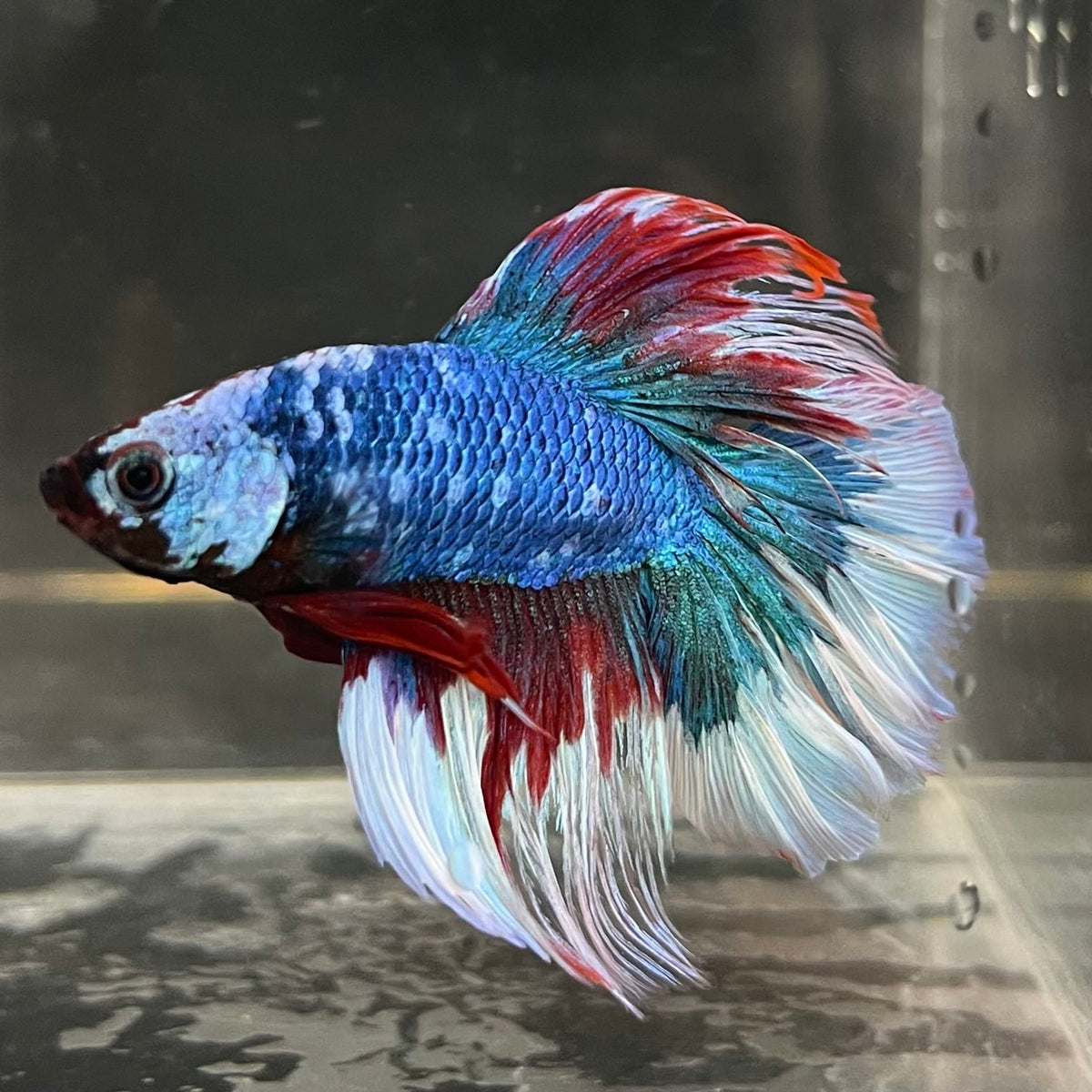 the-fish-farm Male Betta Male Betta - One Only - 18 Choose your favourite Male Betta from The Fish Farm Australia