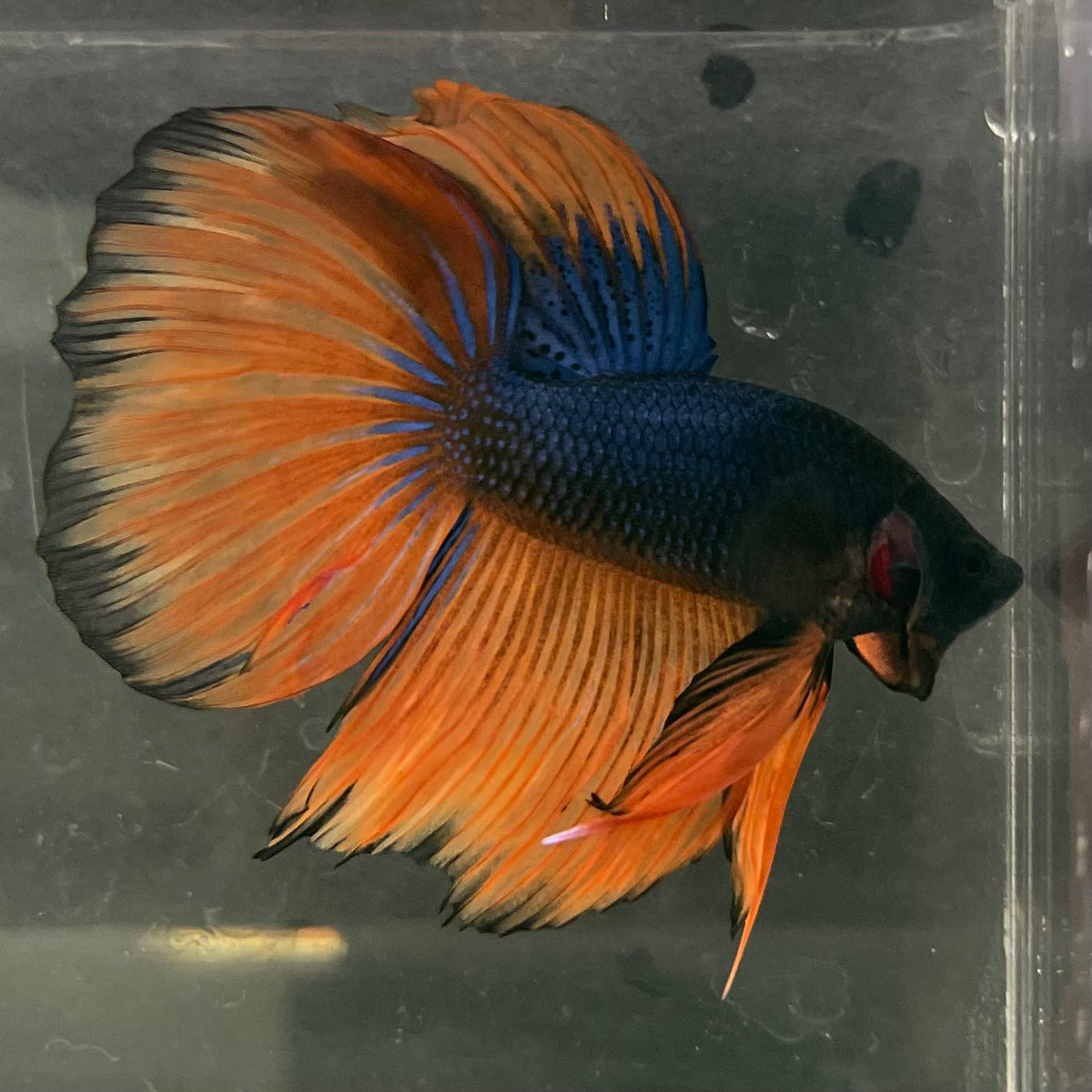 the-fish-farm Male Betta Male Betta - One Only - 18 Choose your favourite Male Betta from The Fish Farm Australia