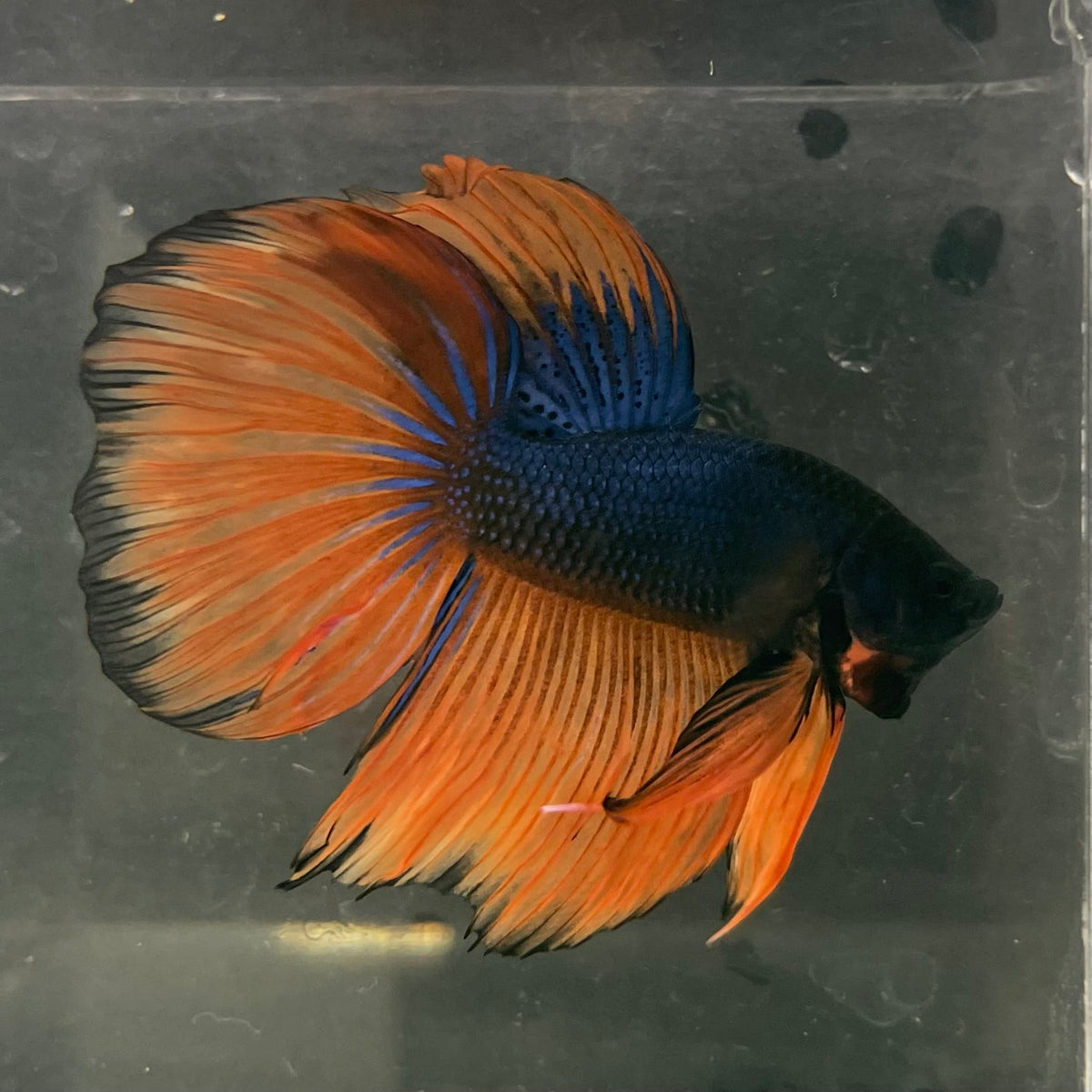 the-fish-farm Male Betta Male Betta - One Only - 18 Choose your favourite Male Betta from The Fish Farm Australia