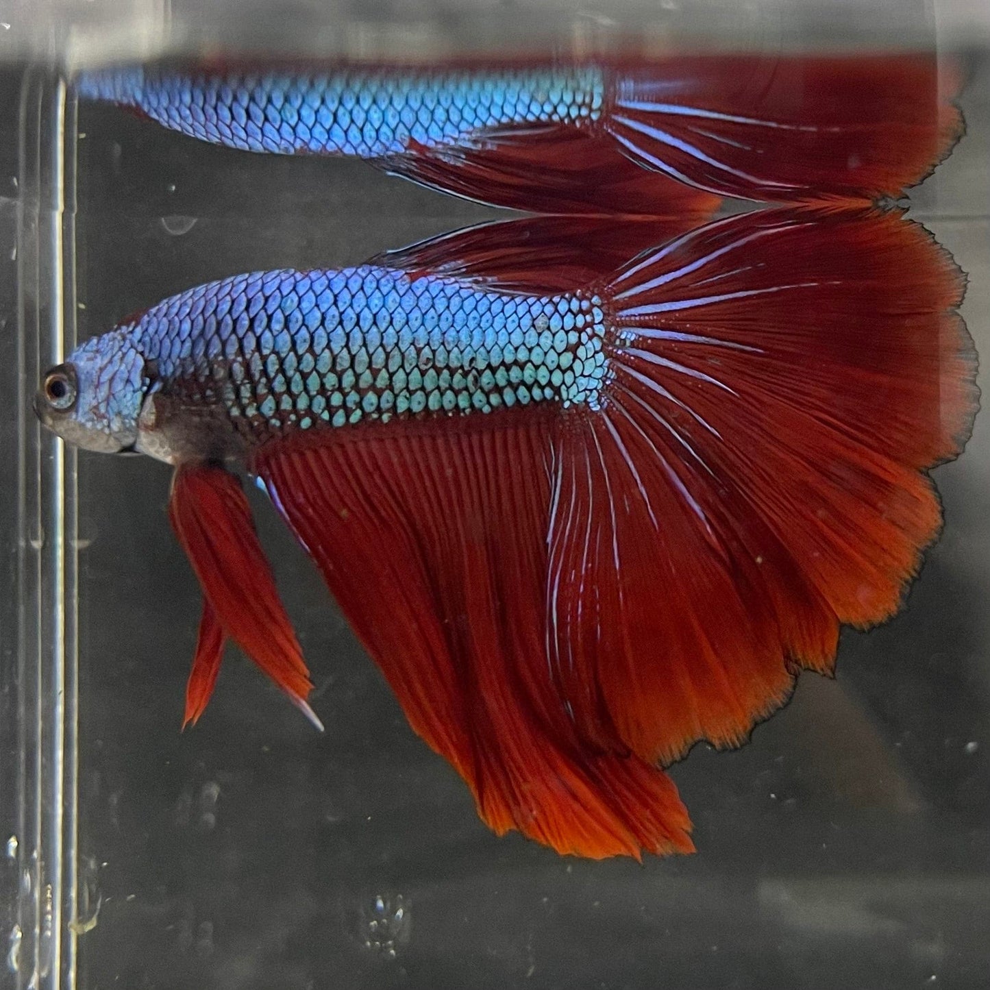 the-fish-farm Male Betta Male Betta - One Only - 19 Choose your favourite Male Betta from The Fish Farm Australia
