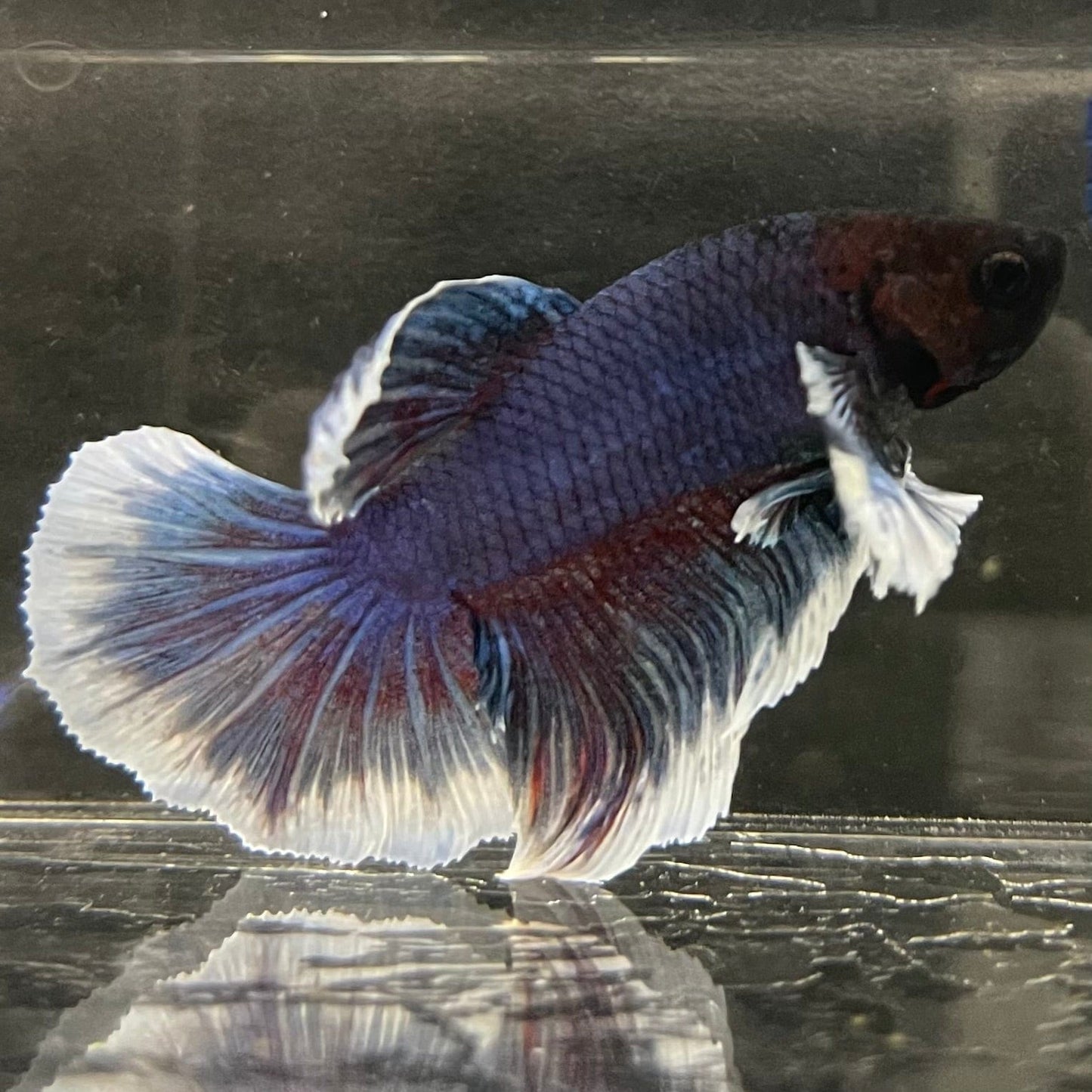 the-fish-farm Male Betta Male Betta - One Only - 19 Choose your favourite Male Betta from The Fish Farm Australia