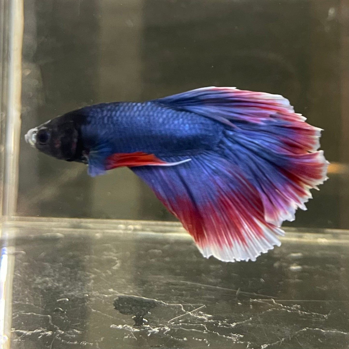 the-fish-farm Male Betta Male Betta - One Only - 19 Choose your favourite Male Betta from The Fish Farm Australia