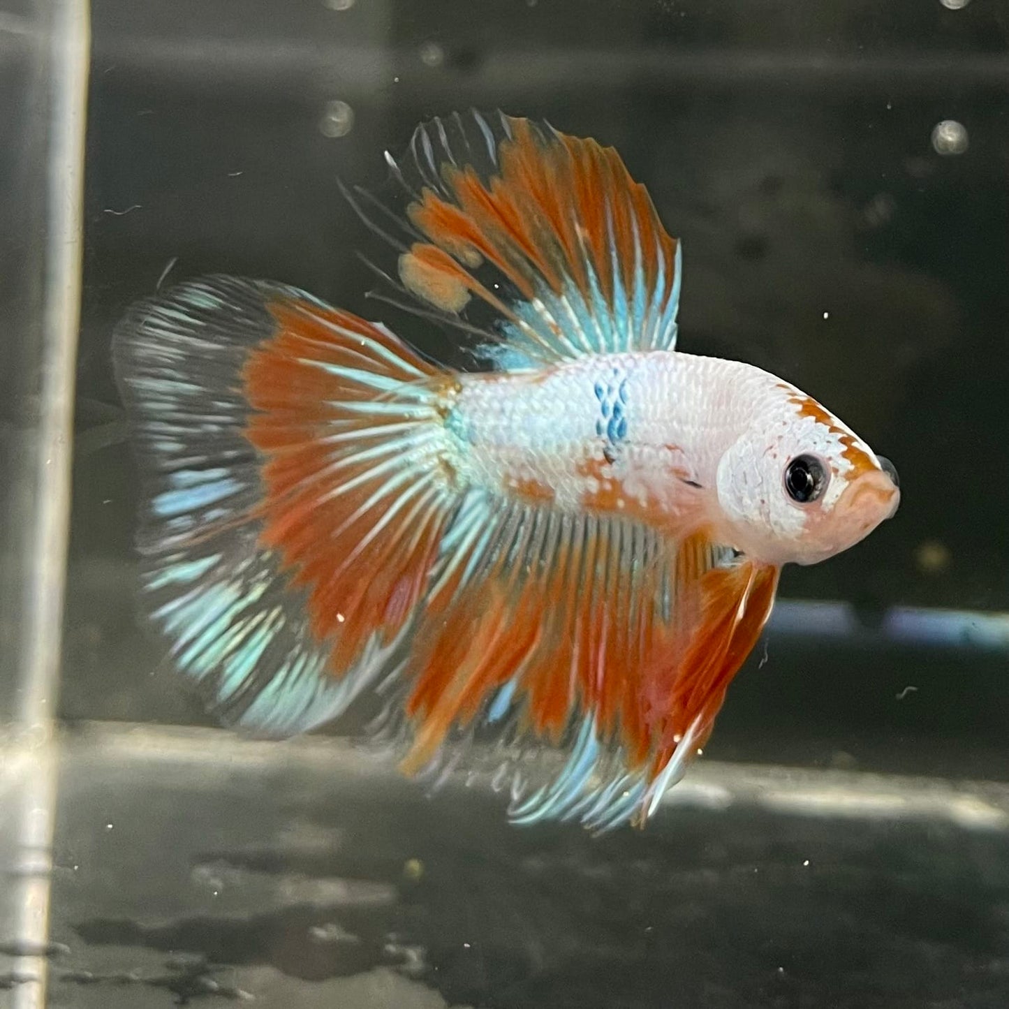 the-fish-farm Male Betta Male Betta - One Only - 19 Choose your favourite Male Betta from The Fish Farm Australia