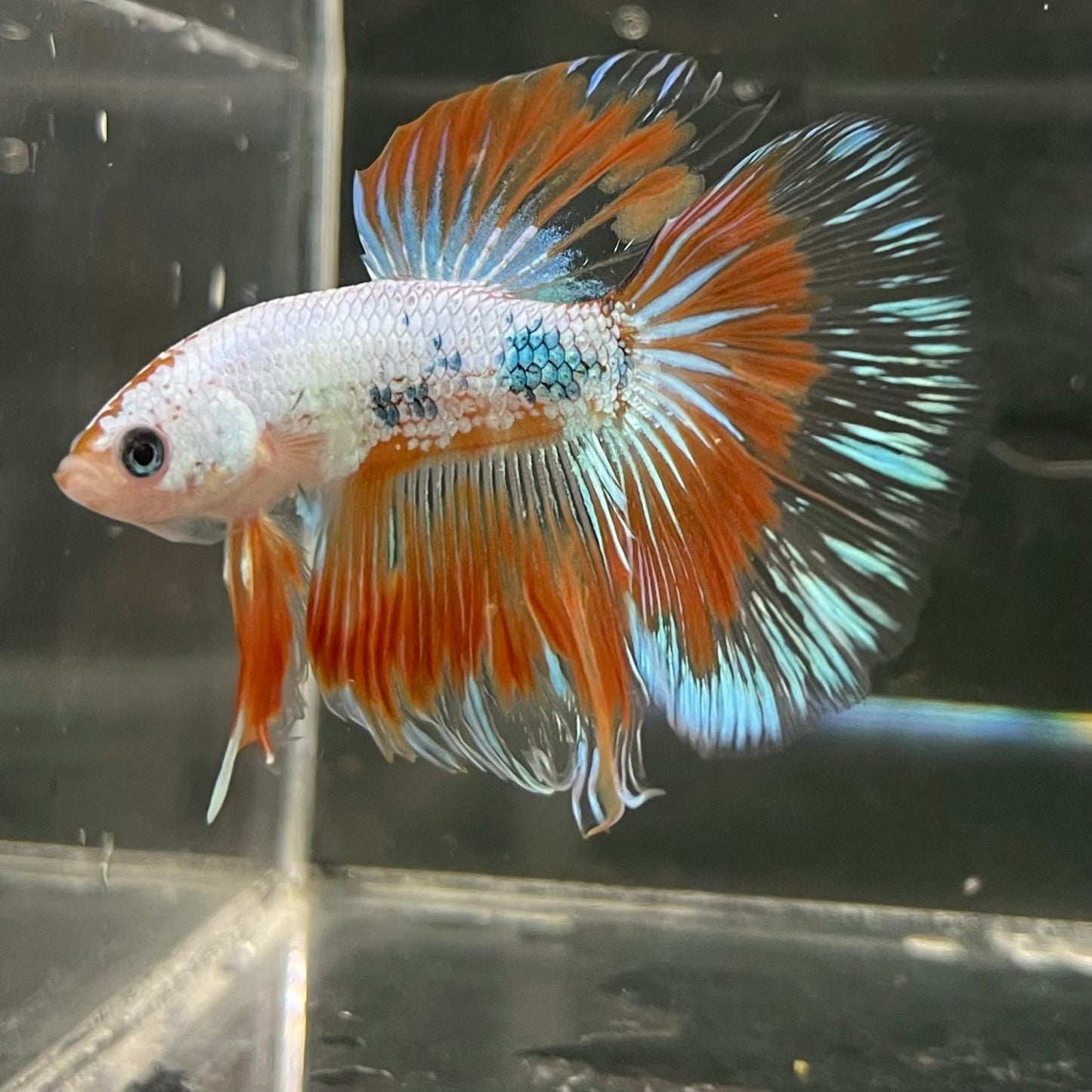 the-fish-farm Male Betta Male Betta - One Only - 19 Choose your favourite Male Betta from The Fish Farm Australia