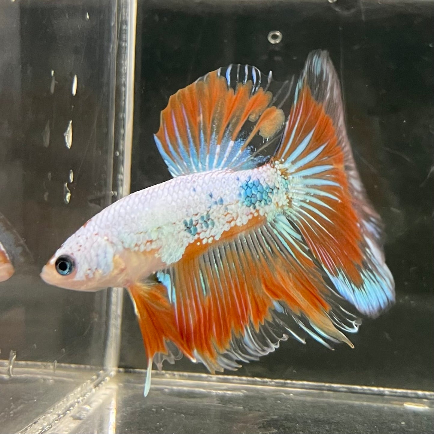 the-fish-farm Male Betta Male Betta - One Only - 19 Choose your favourite Male Betta from The Fish Farm Australia