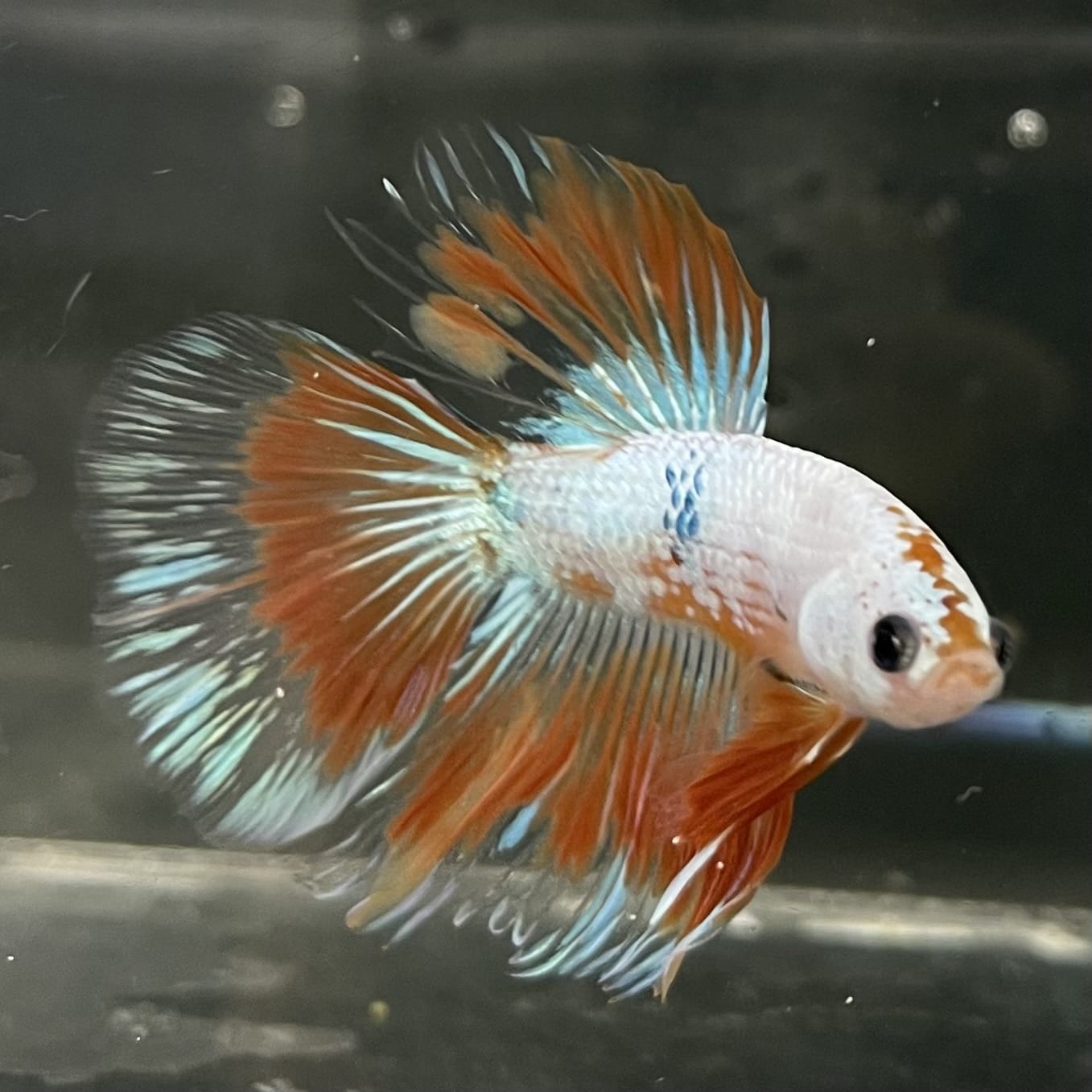 the-fish-farm Male Betta Male Betta - One Only - 19 Choose your favourite Male Betta from The Fish Farm Australia