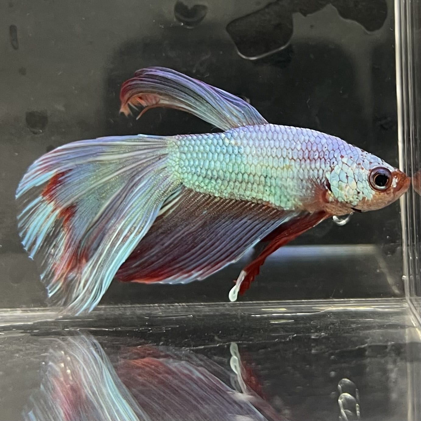 the-fish-farm Male Betta Male Betta - One Only - 19 Choose your favourite Male Betta from The Fish Farm Australia