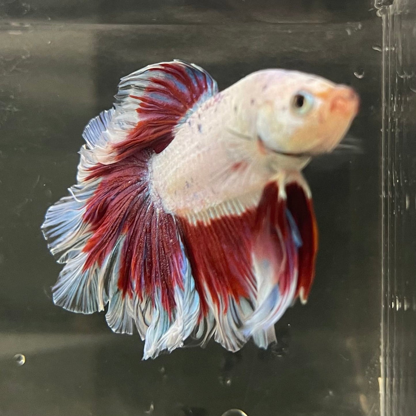 the-fish-farm Male Betta Male Betta - One Only - 19 Choose your favourite Male Betta from The Fish Farm Australia