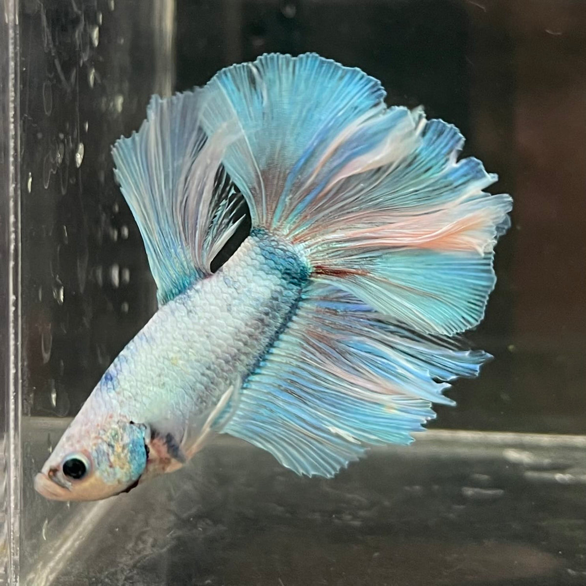 the-fish-farm Male Betta Male Betta - One Only - 19 Choose your favourite Male Betta from The Fish Farm Australia