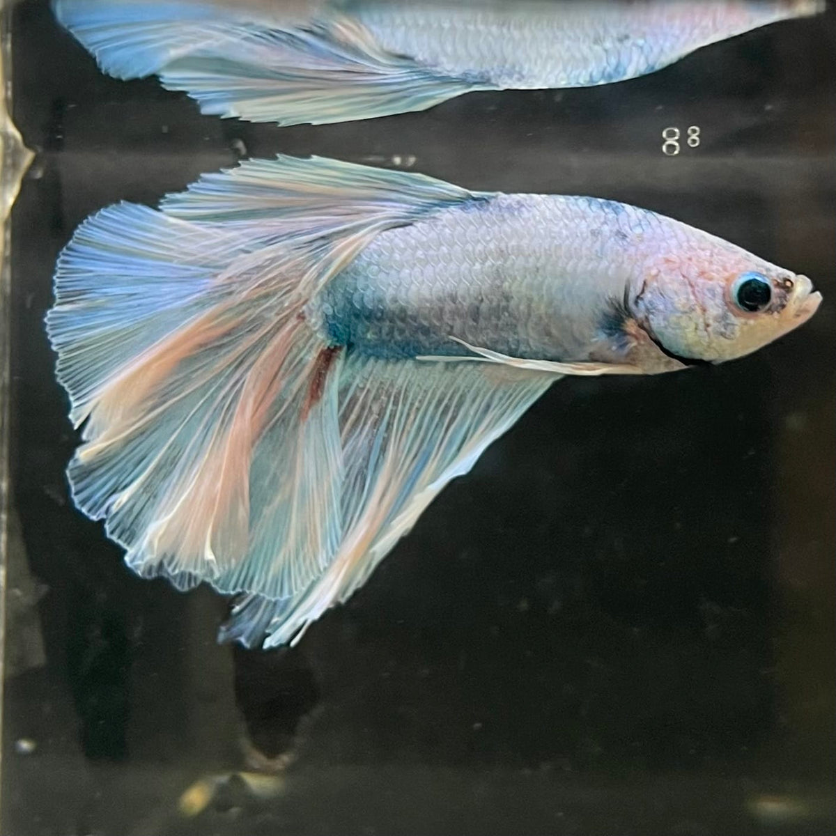 the-fish-farm Male Betta Male Betta - One Only - 19 Choose your favourite Male Betta from The Fish Farm Australia