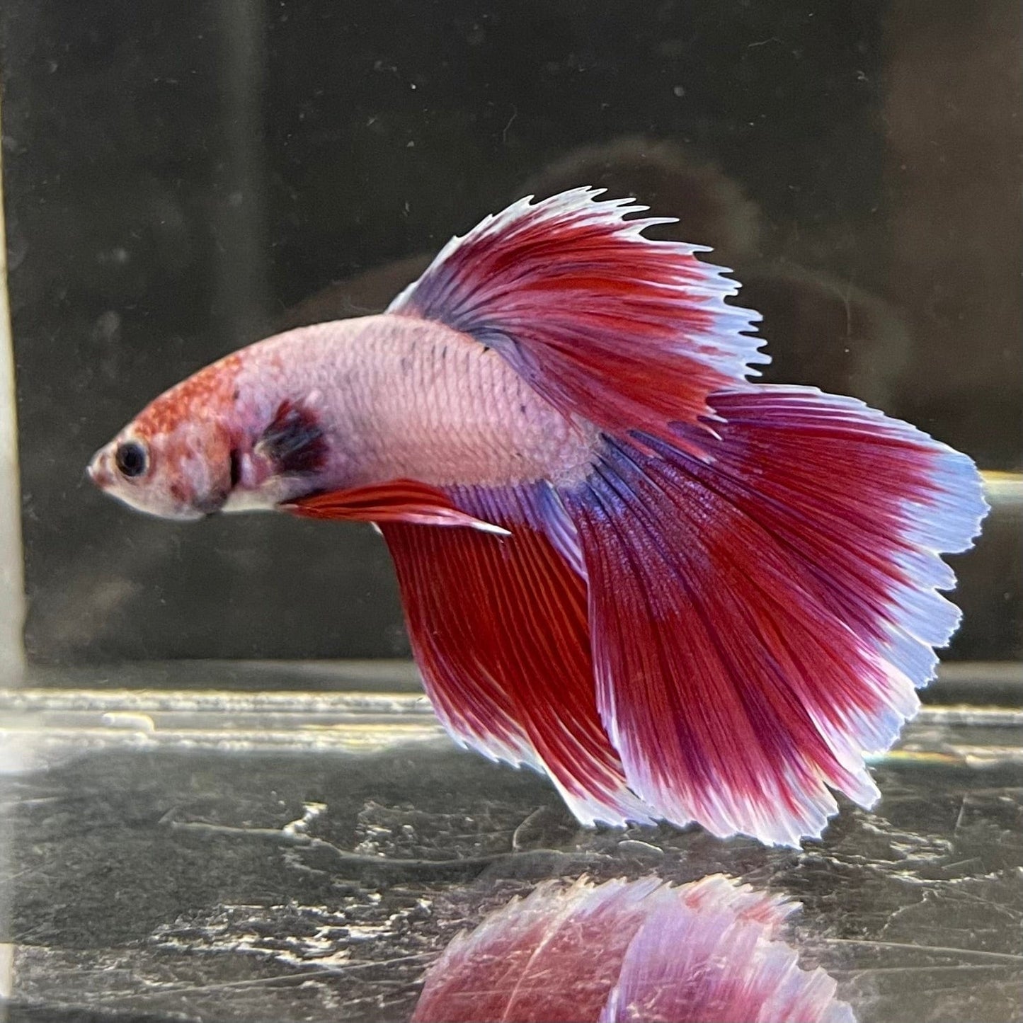 the-fish-farm Male Betta Male Betta - One Only - 2 Choose your favourite Male Betta from The Fish Farm Australia