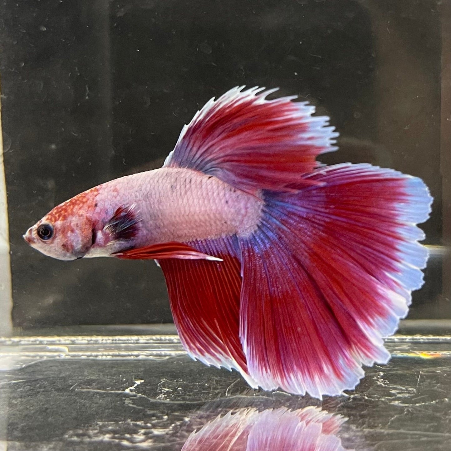 the-fish-farm Male Betta Male Betta - One Only - 2 Choose your favourite Male Betta from The Fish Farm Australia