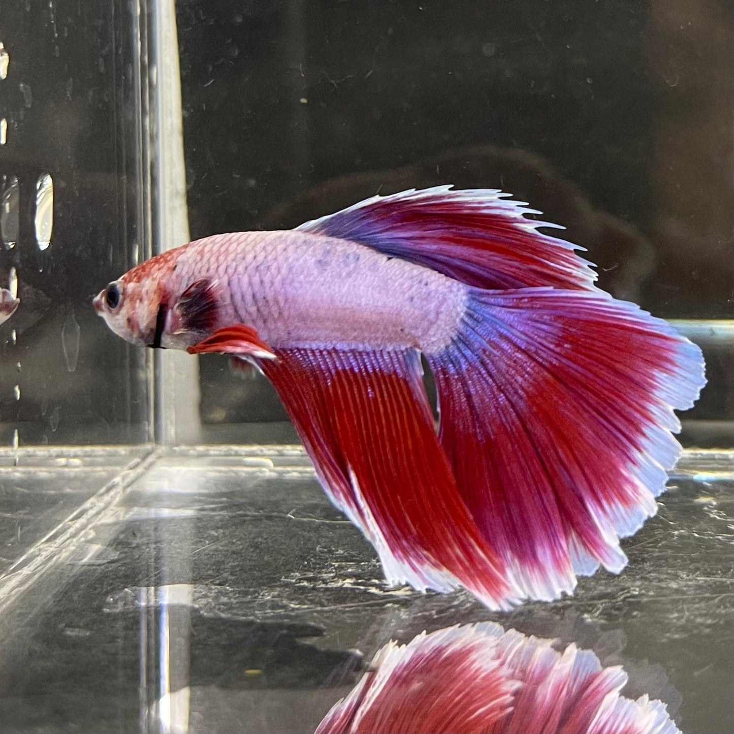 the-fish-farm Male Betta Male Betta - One Only - 2 Choose your favourite Male Betta from The Fish Farm Australia