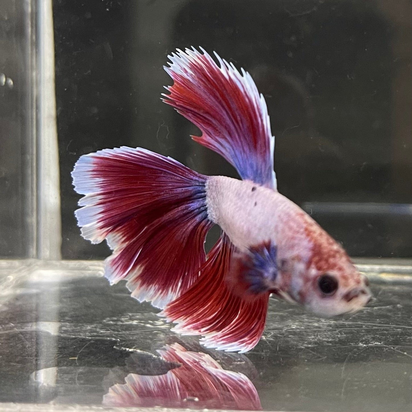 the-fish-farm Male Betta Male Betta - One Only - 2 Choose your favourite Male Betta from The Fish Farm Australia