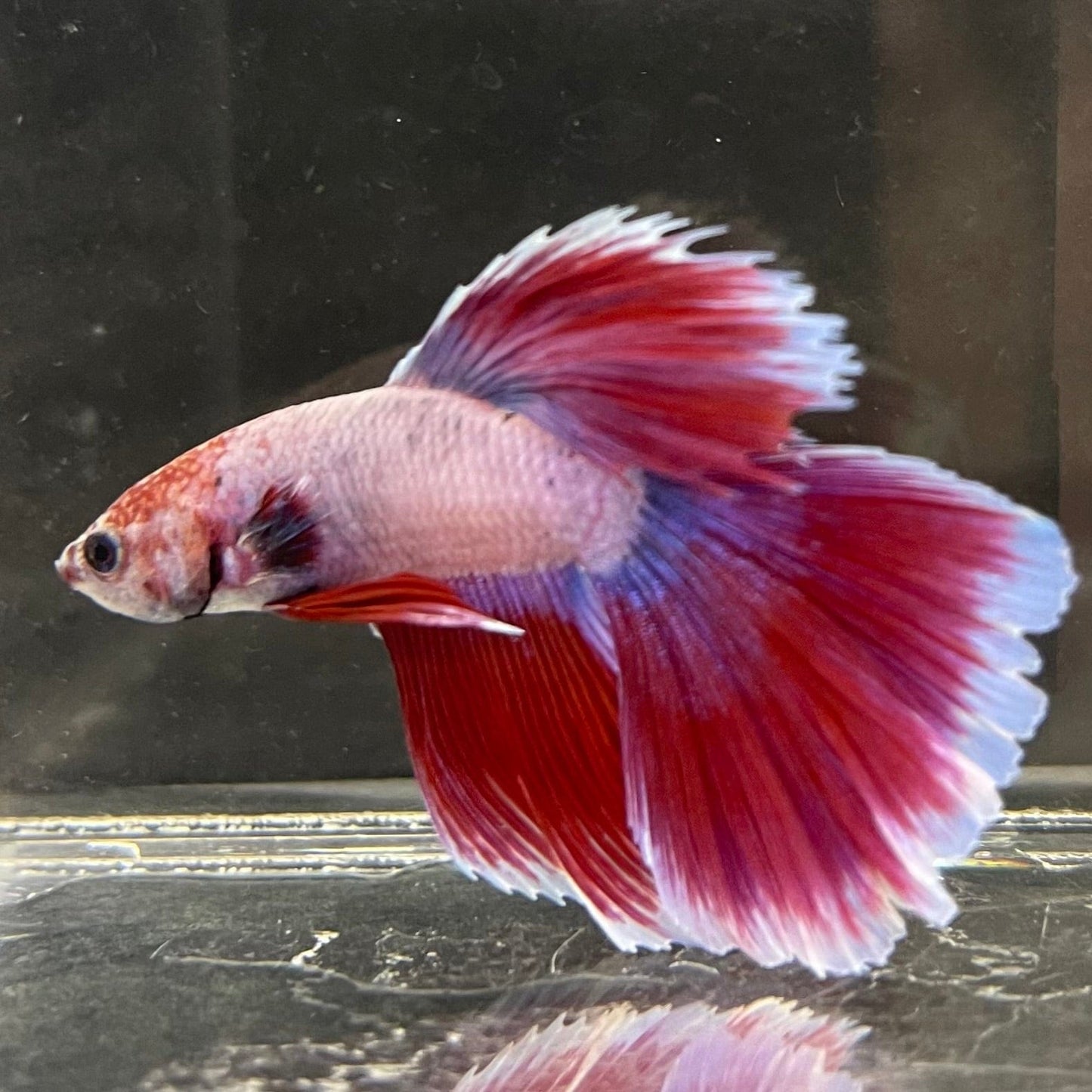 the-fish-farm Male Betta Male Betta - One Only - 2 Choose your favourite Male Betta from The Fish Farm Australia
