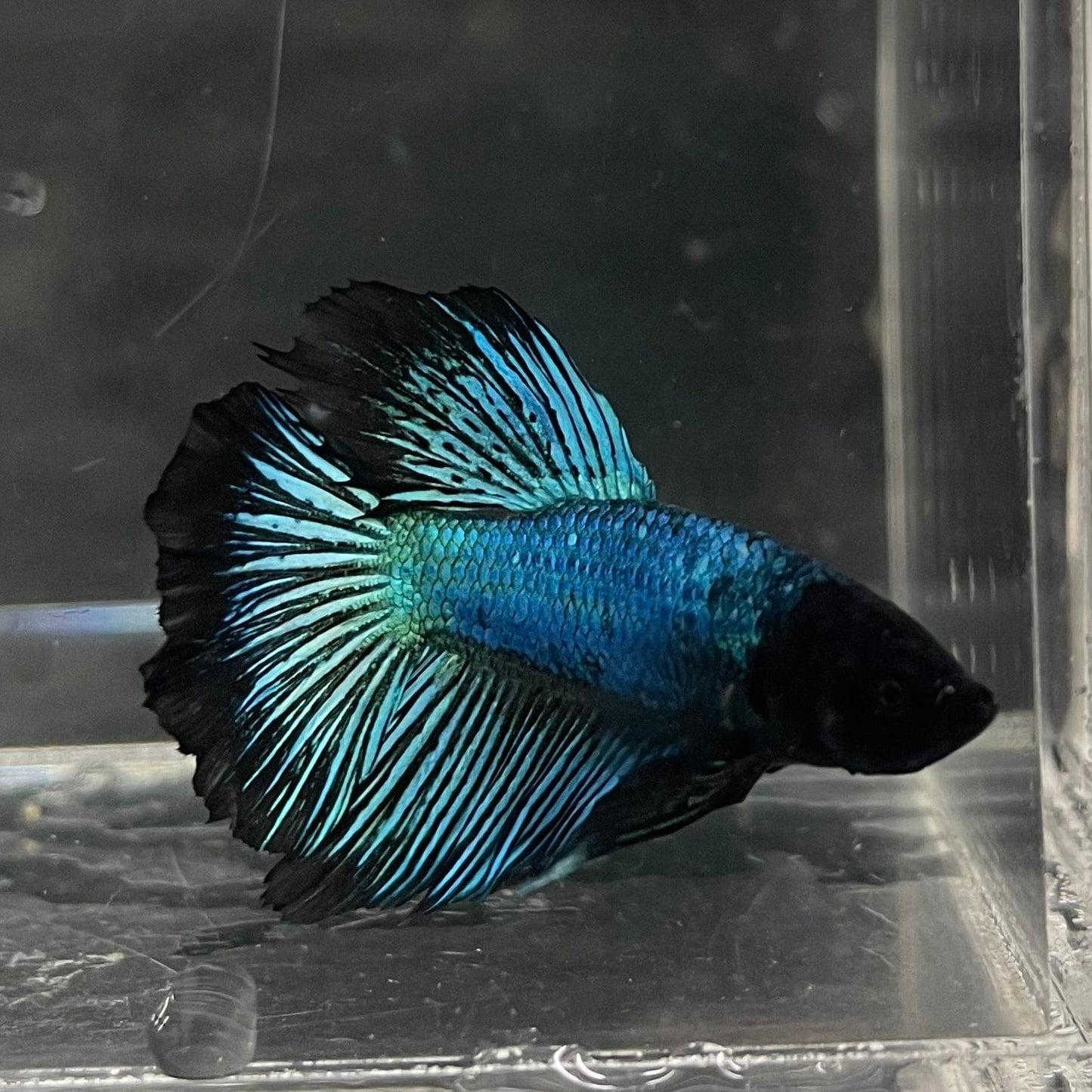 the-fish-farm Male Betta Male Betta - One Only - 2 Choose your favourite Male Betta from The Fish Farm Australia