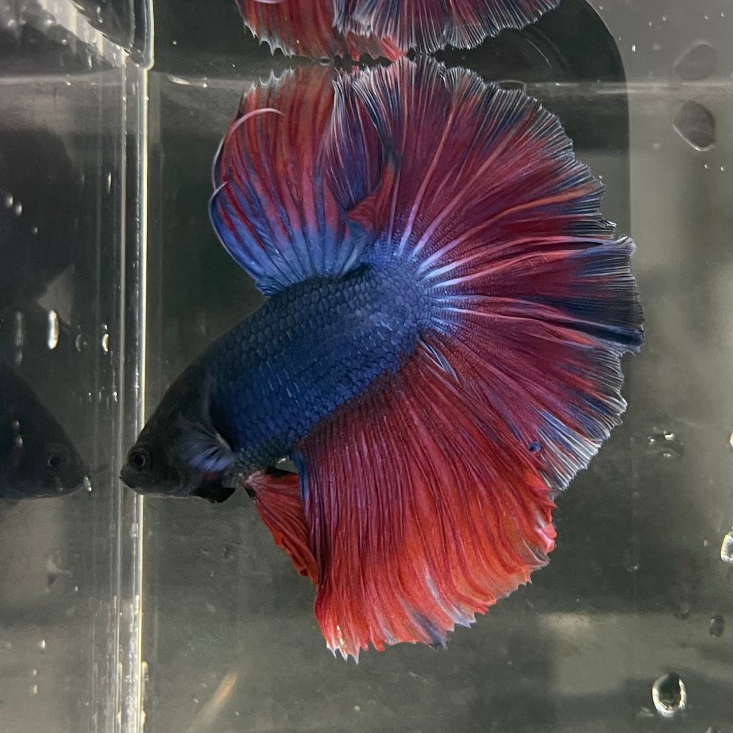 the-fish-farm Male Betta Male Betta - One Only - 2 Choose your favourite Male Betta from The Fish Farm Australia
