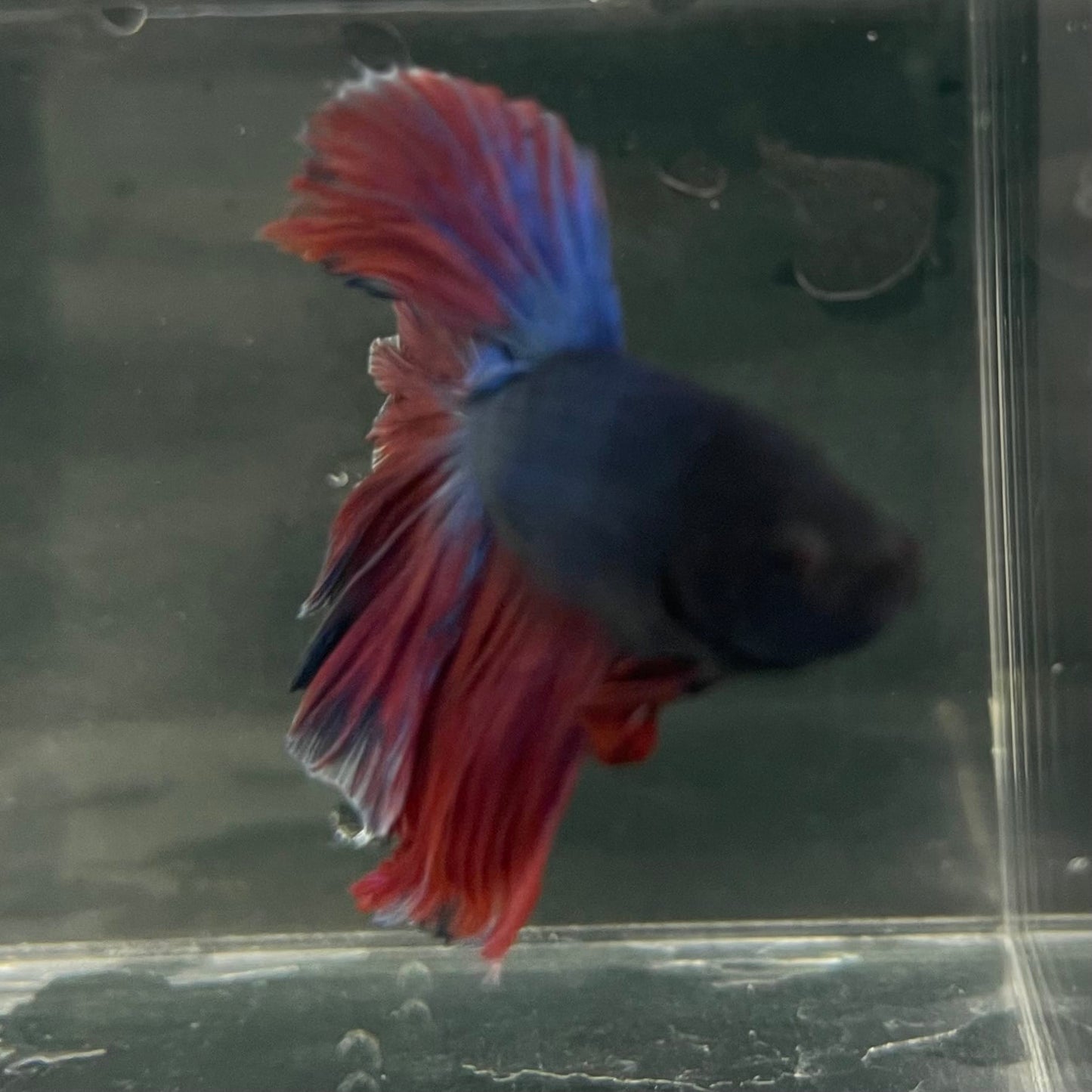 the-fish-farm Male Betta Male Betta - One Only - 2 Choose your favourite Male Betta from The Fish Farm Australia