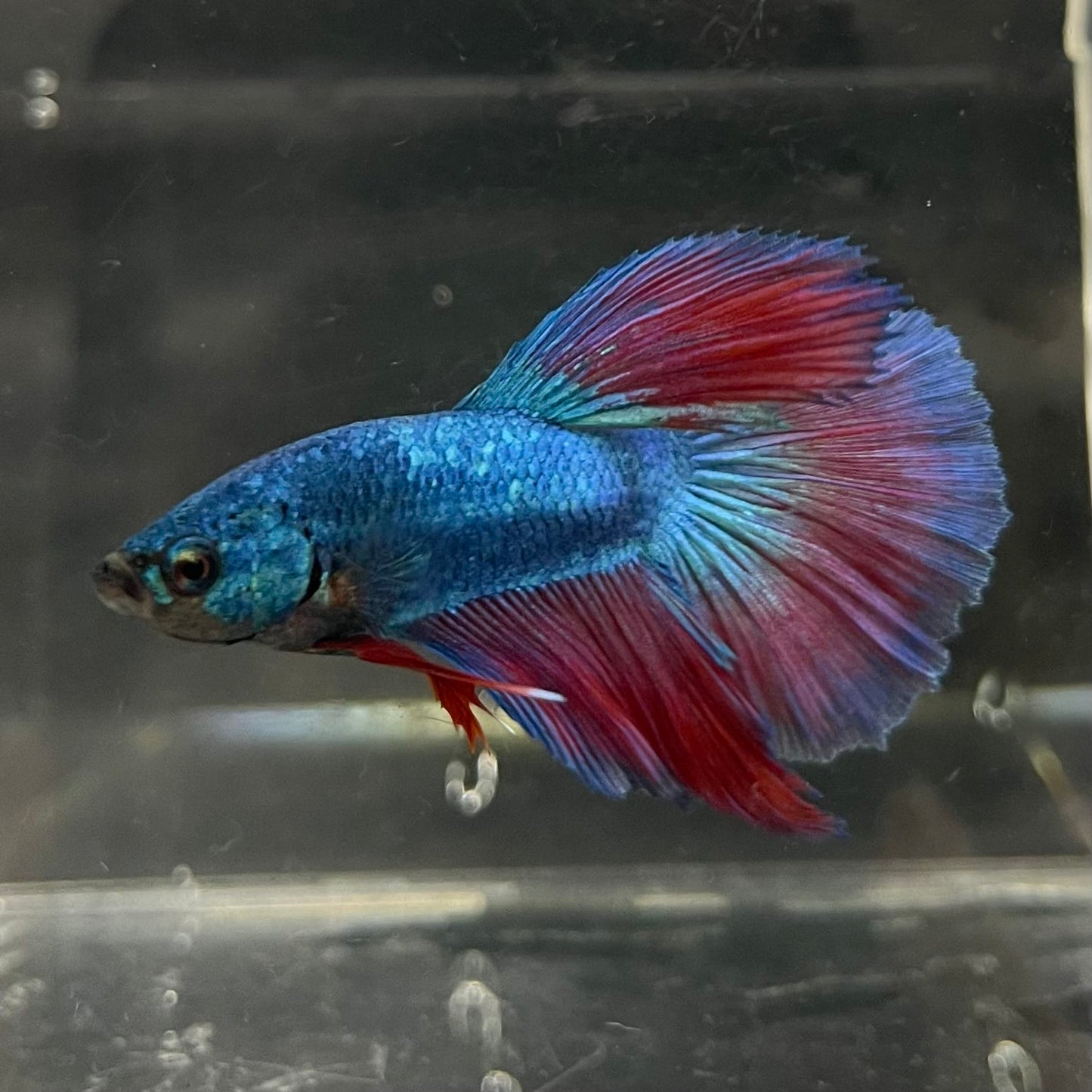 the-fish-farm Male Betta Male Betta - One Only - 2 Choose your favourite Male Betta from The Fish Farm Australia