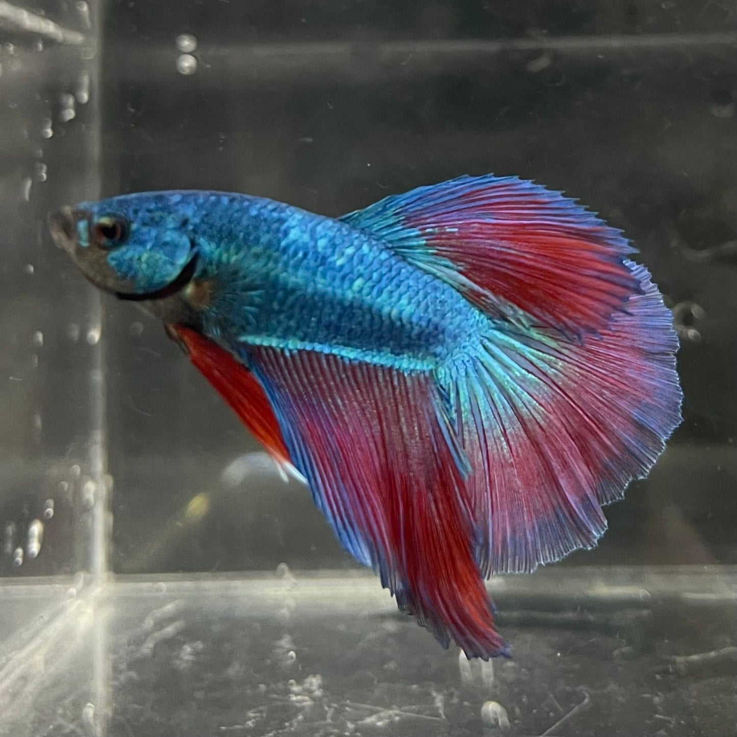 the-fish-farm Male Betta Male Betta - One Only - 2 Choose your favourite Male Betta from The Fish Farm Australia
