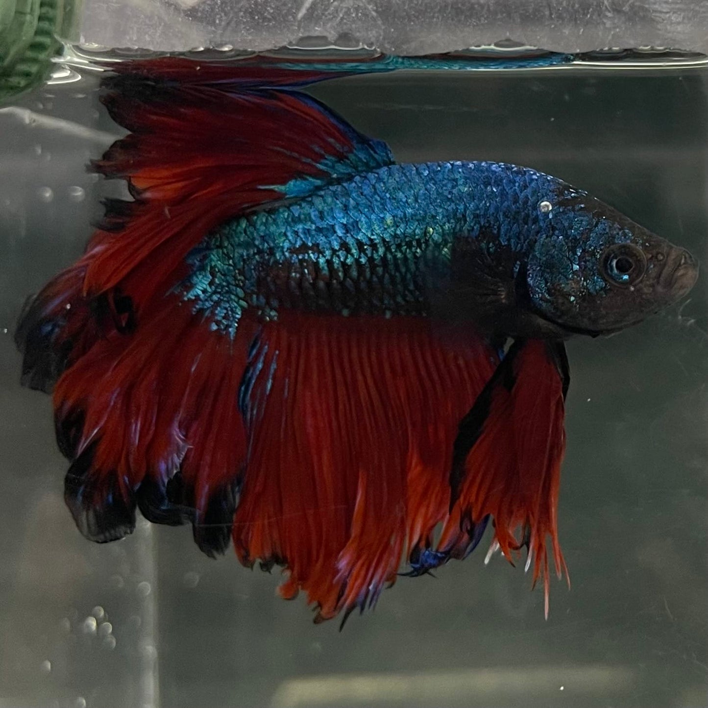 the-fish-farm Male Betta Male Betta - One Only - 2 Choose your favourite Male Betta from The Fish Farm Australia