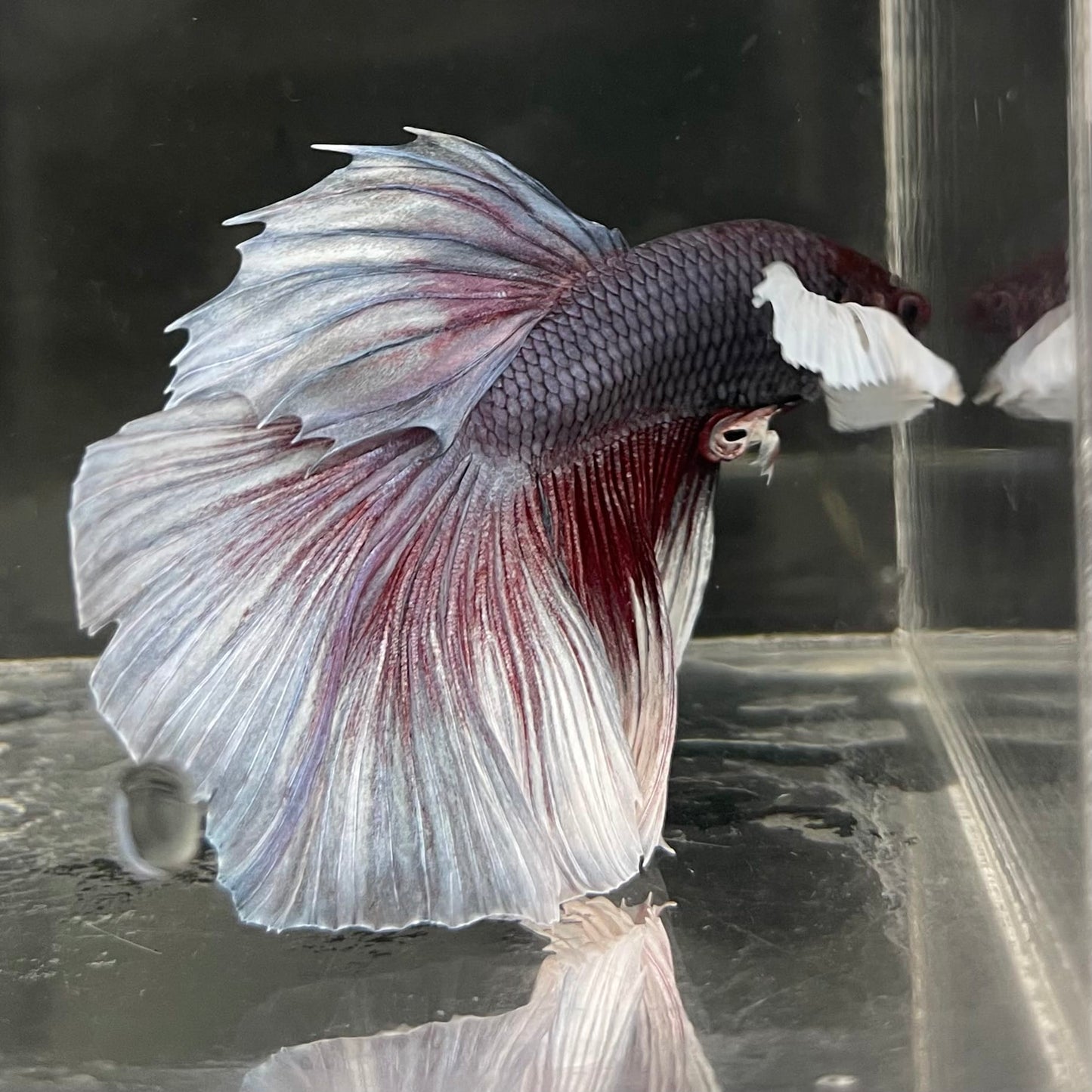 the-fish-farm Male Betta Male Betta - One Only - 2 Choose your favourite Male Betta from The Fish Farm Australia