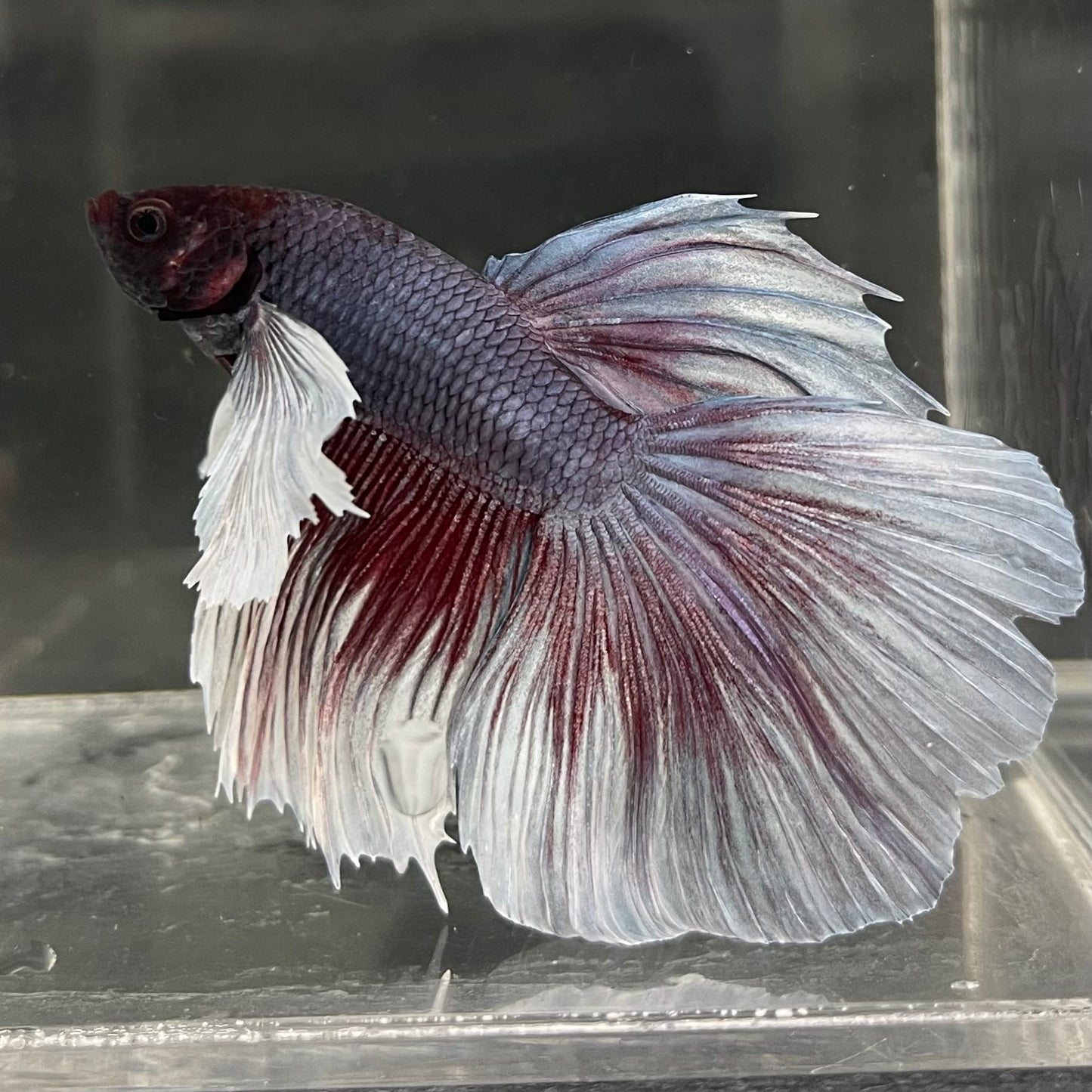 the-fish-farm Male Betta Male Betta - One Only - 2 Choose your favourite Male Betta from The Fish Farm Australia