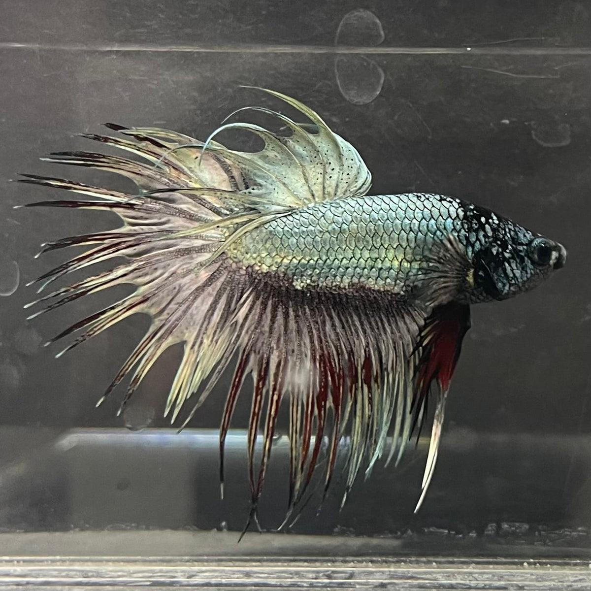 the-fish-farm Male Betta Male Betta - One Only - 2 Choose your favourite Male Betta from The Fish Farm Australia