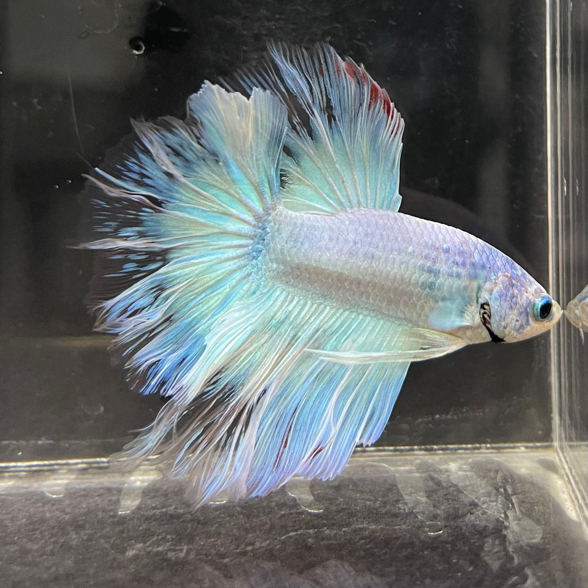 the-fish-farm Male Betta Male Betta - One Only - 2 Choose your favourite Male Betta from The Fish Farm Australia