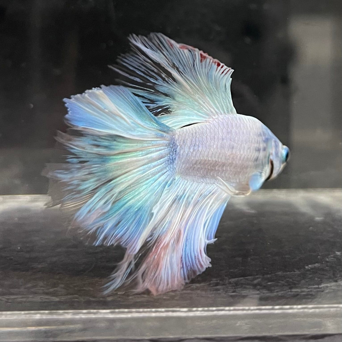 the-fish-farm Male Betta Male Betta - One Only - 2 Choose your favourite Male Betta from The Fish Farm Australia