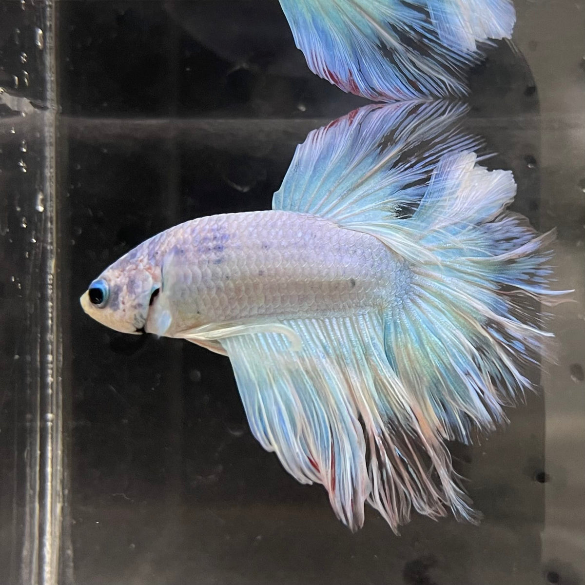 the-fish-farm Male Betta Male Betta - One Only - 2 Choose your favourite Male Betta from The Fish Farm Australia