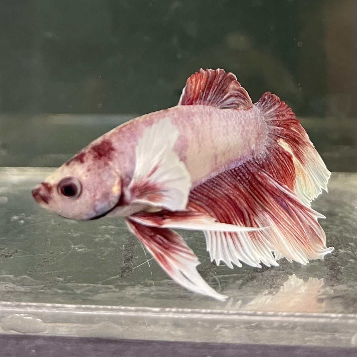 the-fish-farm Male Betta Male Betta - One Only - 2 Choose your favourite Male Betta from The Fish Farm Australia