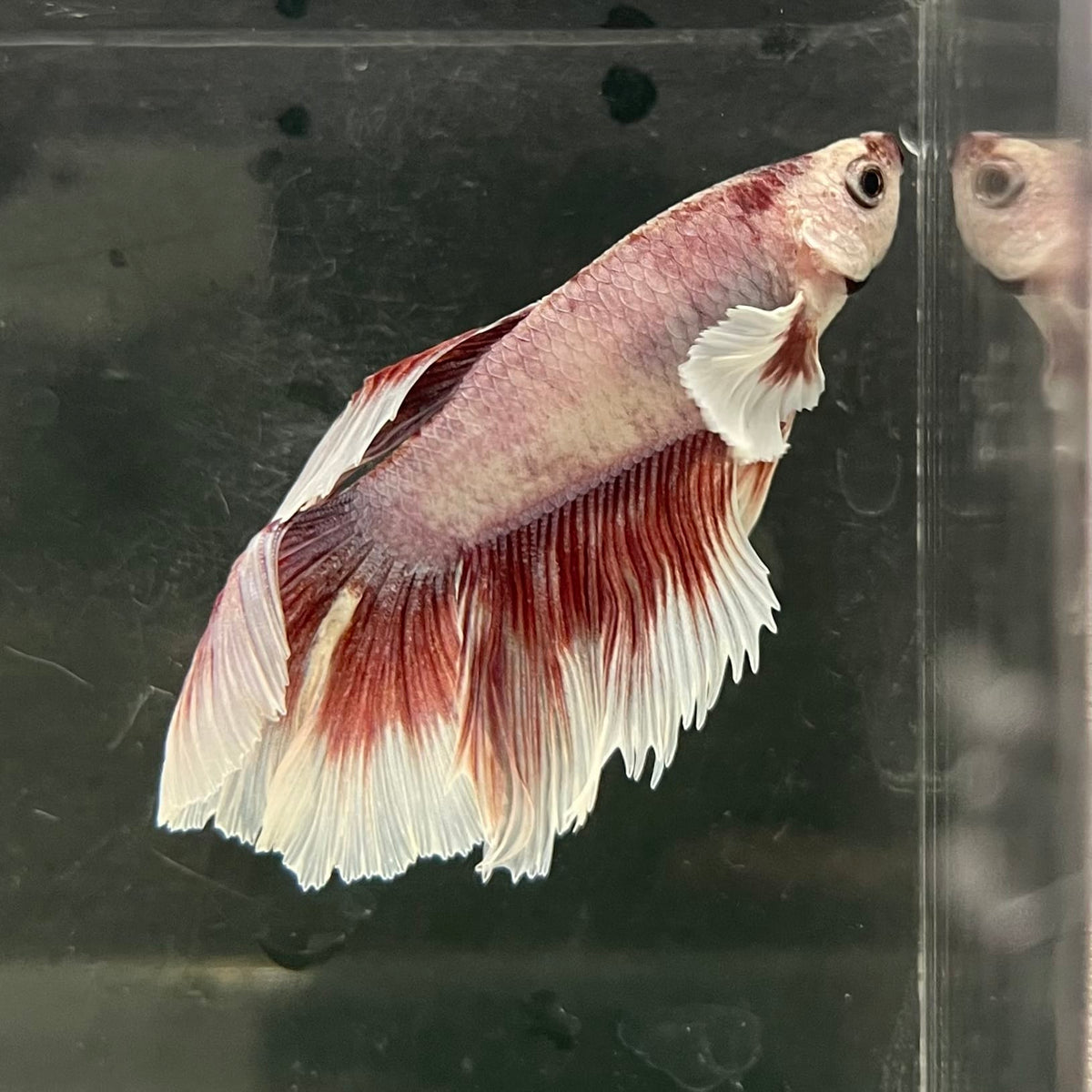 the-fish-farm Male Betta Male Betta - One Only - 2 Choose your favourite Male Betta from The Fish Farm Australia