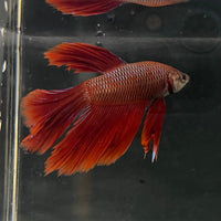 the-fish-farm Male Betta Male Betta - One Only - 20 Choose your favourite Male Betta from The Fish Farm Australia