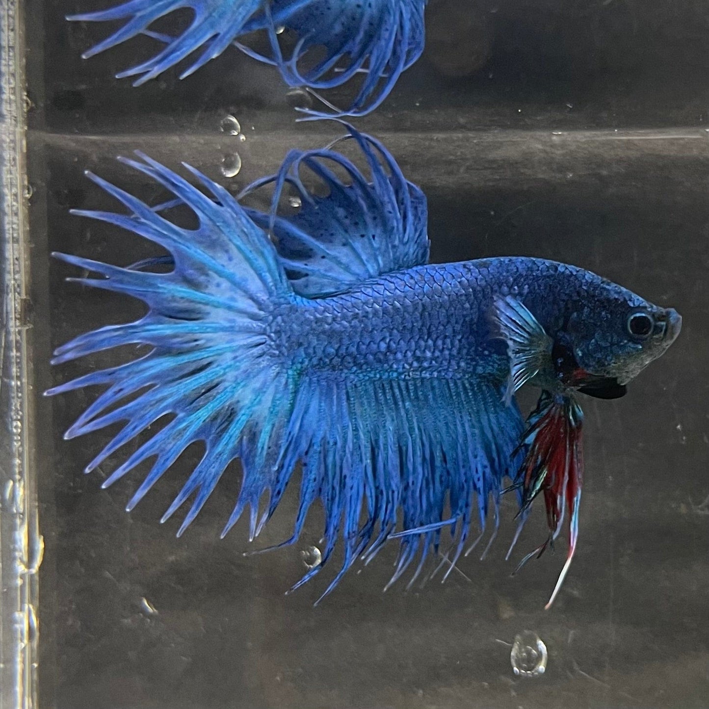 the-fish-farm Male Betta Male Betta - One Only - 20 Choose your favourite Male Betta from The Fish Farm Australia
