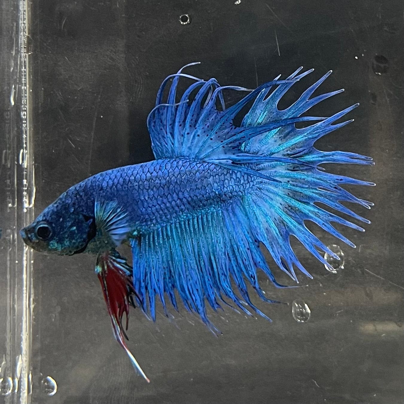 the-fish-farm Male Betta Male Betta - One Only - 20 Choose your favourite Male Betta from The Fish Farm Australia