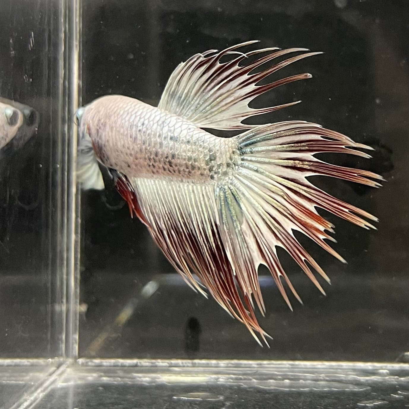 the-fish-farm Male Betta Male Betta - One Only - 20 Choose your favourite Male Betta from The Fish Farm Australia