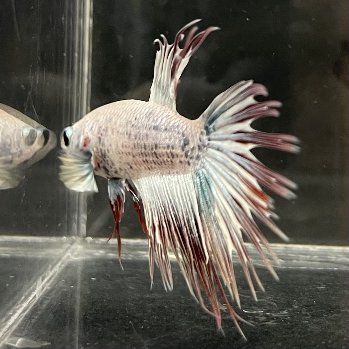 the-fish-farm Male Betta Male Betta - One Only - 20 Choose your favourite Male Betta from The Fish Farm Australia