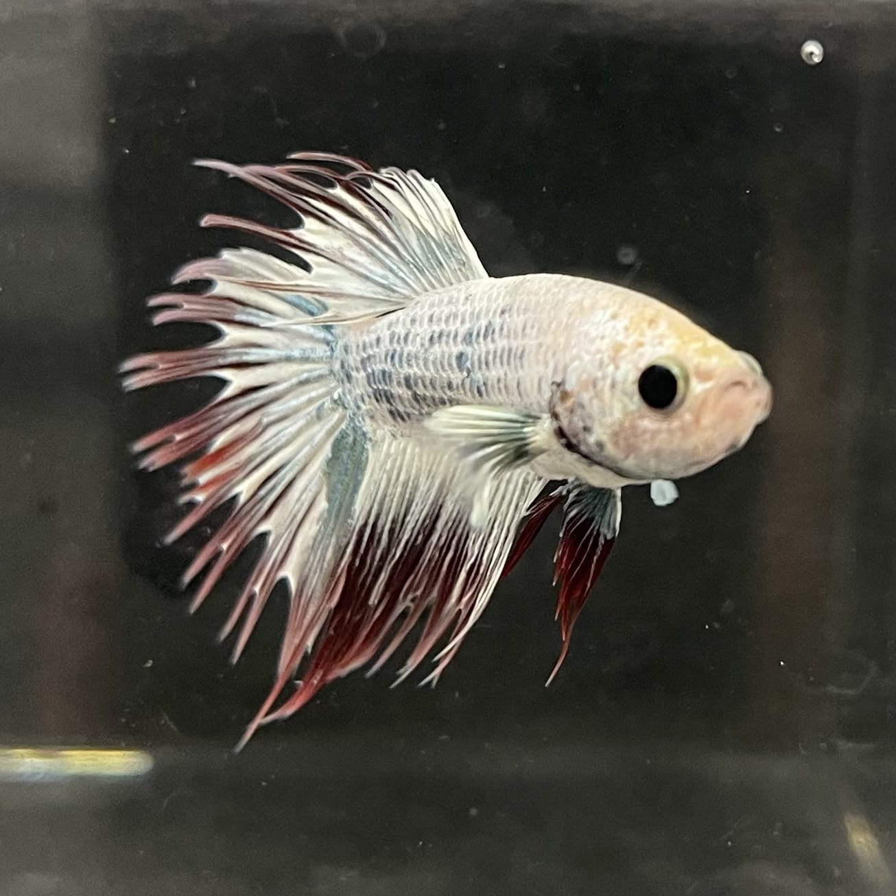 the-fish-farm Male Betta Male Betta - One Only - 20 Choose your favourite Male Betta from The Fish Farm Australia
