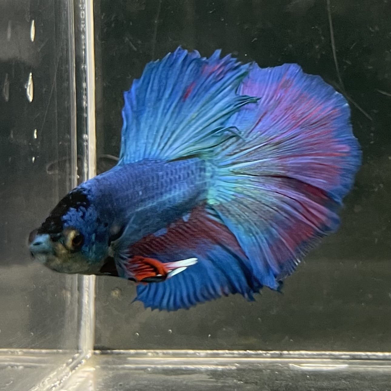 the-fish-farm Male Betta Male Betta - One Only - 20 Choose your favourite Male Betta from The Fish Farm Australia