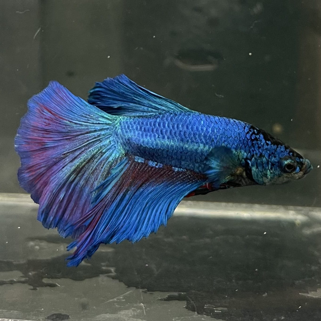 the-fish-farm Male Betta Male Betta - One Only - 20 Choose your favourite Male Betta from The Fish Farm Australia